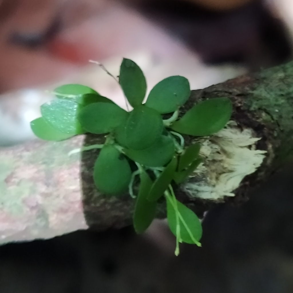 Platystele ovalifolia