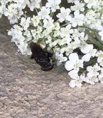 Asemosyrphus mexicanus