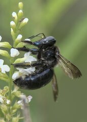 Xylocopa micans