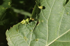 Eriophyes tiliae