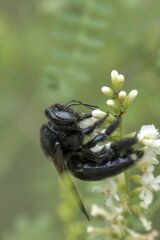 Xylocopa micans