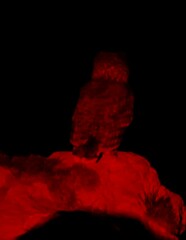 Bubo africanus africanus