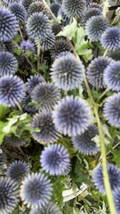 Echinops