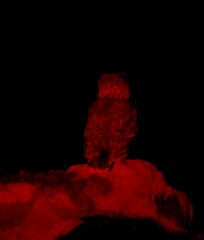 Bubo africanus africanus