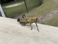 Taeniopoda varipennis