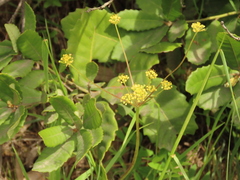 Lomatium
