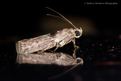 Indomyrlaea ferreotincta