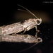Nephopterix ferreotincta - Photo 由 57Andrew 所上傳的 (c) 57Andrew，保留部份權利CC BY-NC-ND
