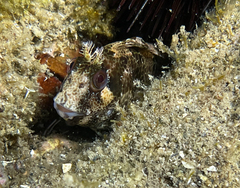 Parablennius gattorugine