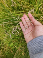 Poa angustifolia