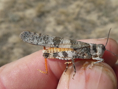 Spharagemon campestris