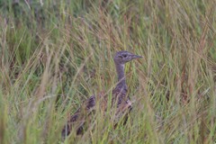 Eupodotis ruficrista