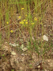 Lomatium