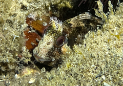 Parablennius gattorugine