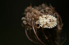 Carpocoris mediterraneus atlanticus