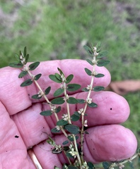 Euphorbia thymifolia