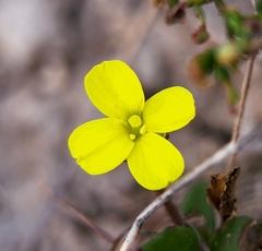 Diplotaxis muralis