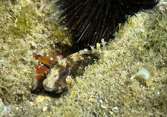 Parablennius gattorugine