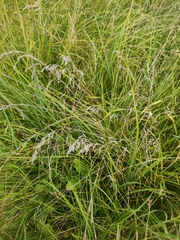 Poa angustifolia
