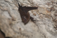 Peropteryx macrotis