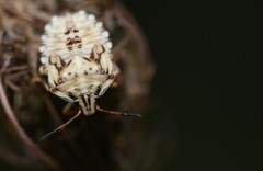 Carpocoris mediterraneus atlanticus