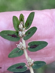 Euphorbia thymifolia