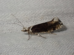 Ypsolopha sequella