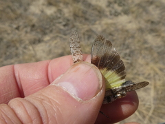 Spharagemon campestris