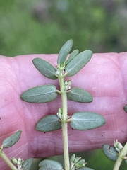 Euphorbia thymifolia