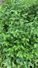 Viburnum dentatum