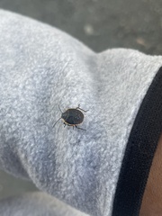 Chlorochroa