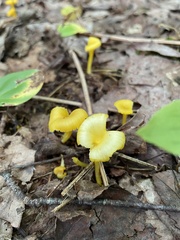 Gloioxanthomyces nitidus
