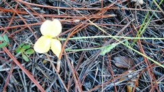 Chapmannia floridana