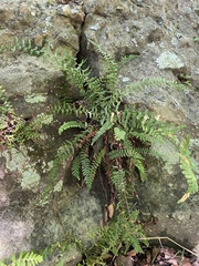 Asplenium platyneuron