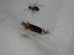 Ypsolopha sequella