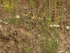 Lomatium