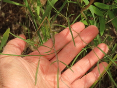 Lomatium