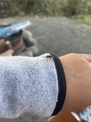 Chlorochroa