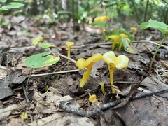 Gloioxanthomyces nitidus