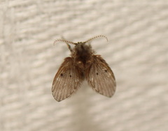 Psychodinae