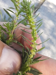 Bassia scoparia