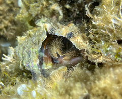 Pagurus cuanensis