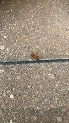 Camponotus castaneus