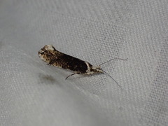 Ypsolopha sequella
