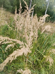 Calamagrostis epigejos