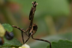 Pseudovates chlorophaea