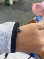 Chlorochroa