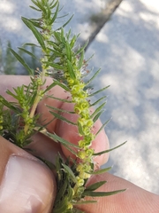 Bassia scoparia