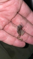 Eleutherodactylus pallidus