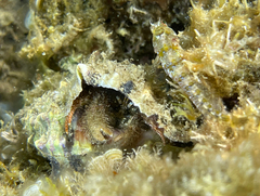 Pagurus cuanensis